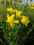 Linum flavum. Цветки. Татарстан, Новошешминский р-н, окр. пос. Совхоз «Красный Октябрь», памятник природы \"Склоны Коржинского\", степь. 10.07.2022.