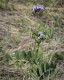 Vicia sepium