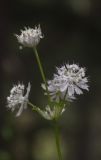 Astrantia pontica. Соцветия. Республика Адыгея, плато Лаго-Наки, верховья р. Цица, ок. 1700 м н.у.м., сосновый лес на границе с субальпийским лугом. 13.08.2023.