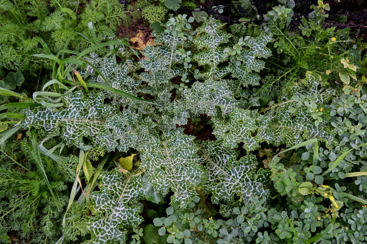 Изображение особи Silybum marianum.