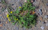 Potentilla tergemina