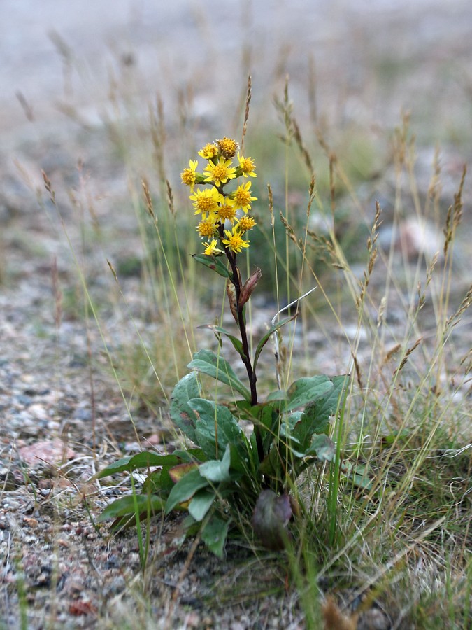 Изображение особи Solidago virgaurea ssp. lapponica.