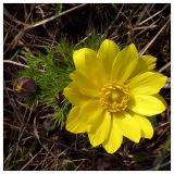 Adonis vernalis