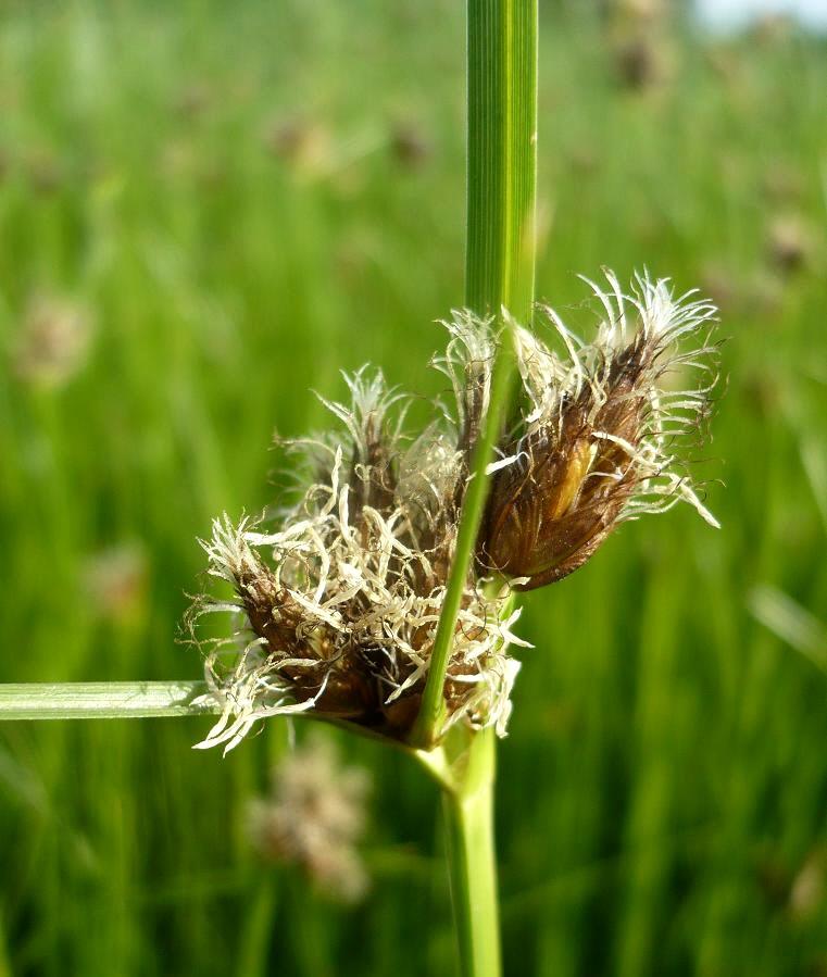 Изображение особи Bolboschoenus maritimus var. compactus.