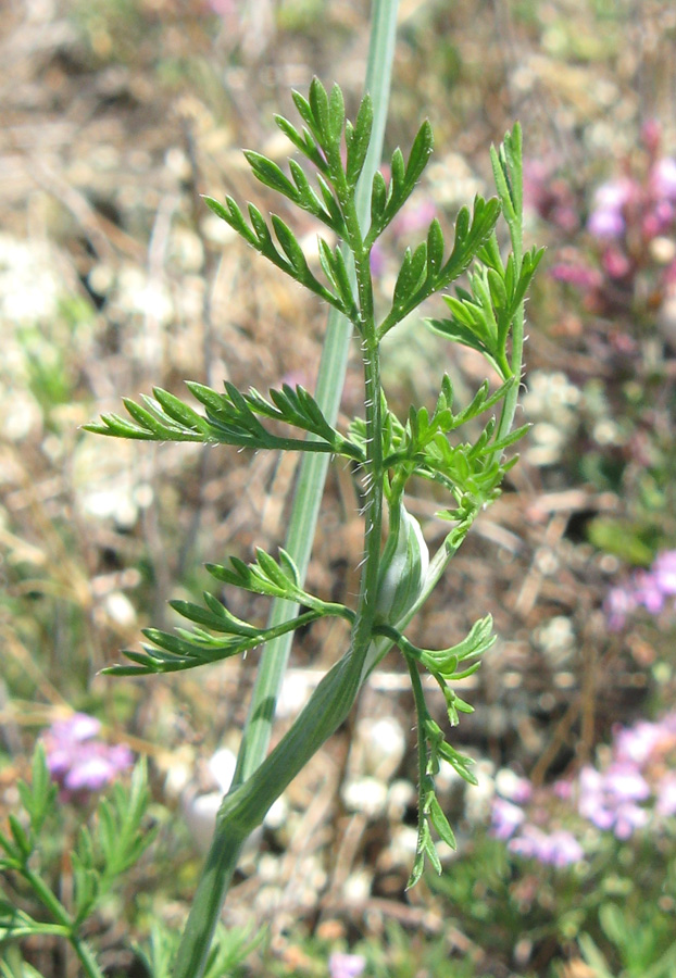 Изображение особи Orlaya grandiflora.