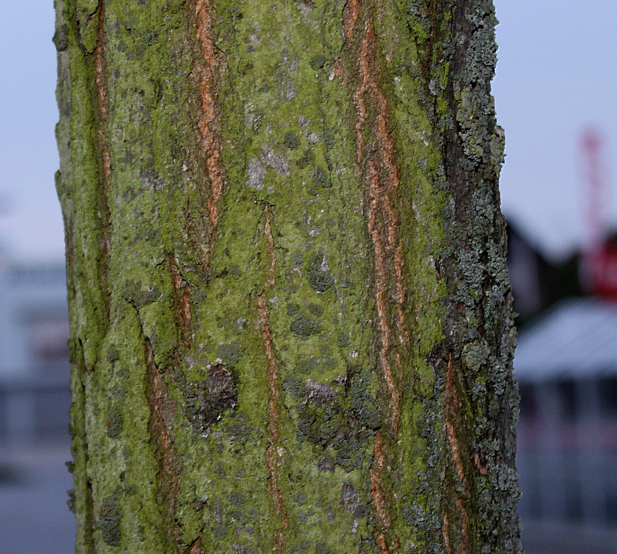 Изображение особи Robinia pseudoacacia.