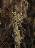 Artemisia austriaca