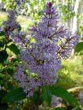 Syringa josikaea