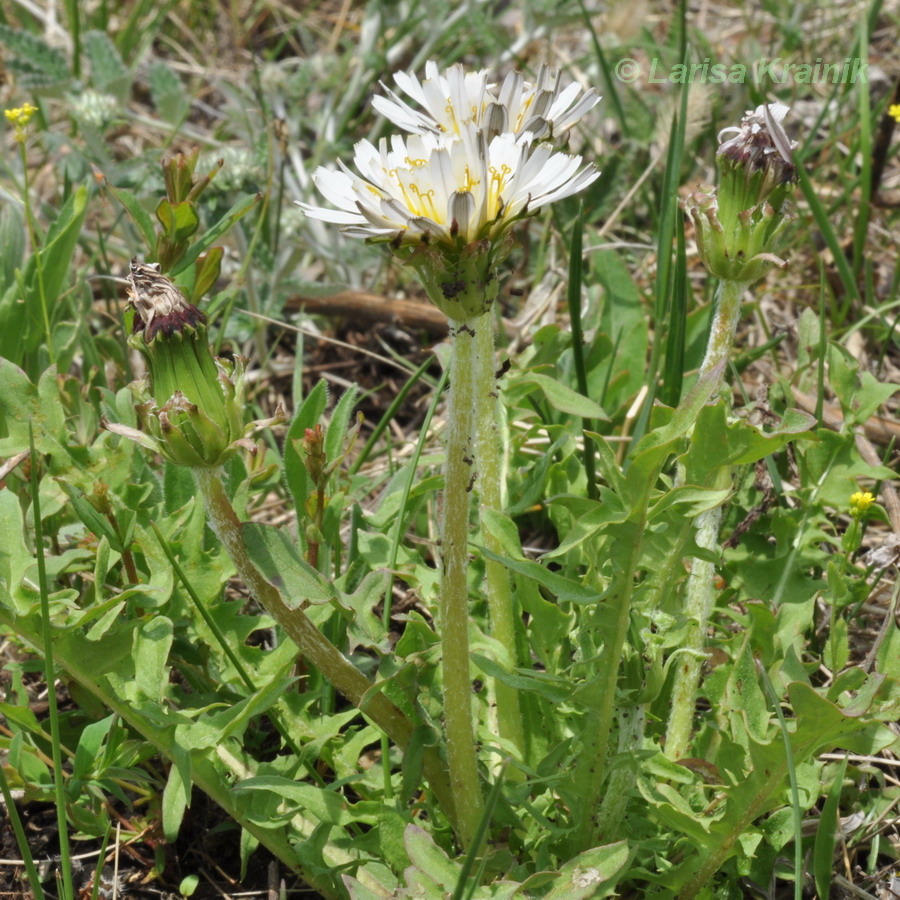 Image of Taraxacum coreanum specimen.