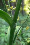 Veratrum lobelianum