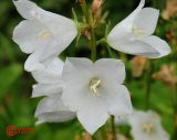 Campanula persicifolia