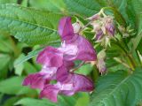 Impatiens glandulifera