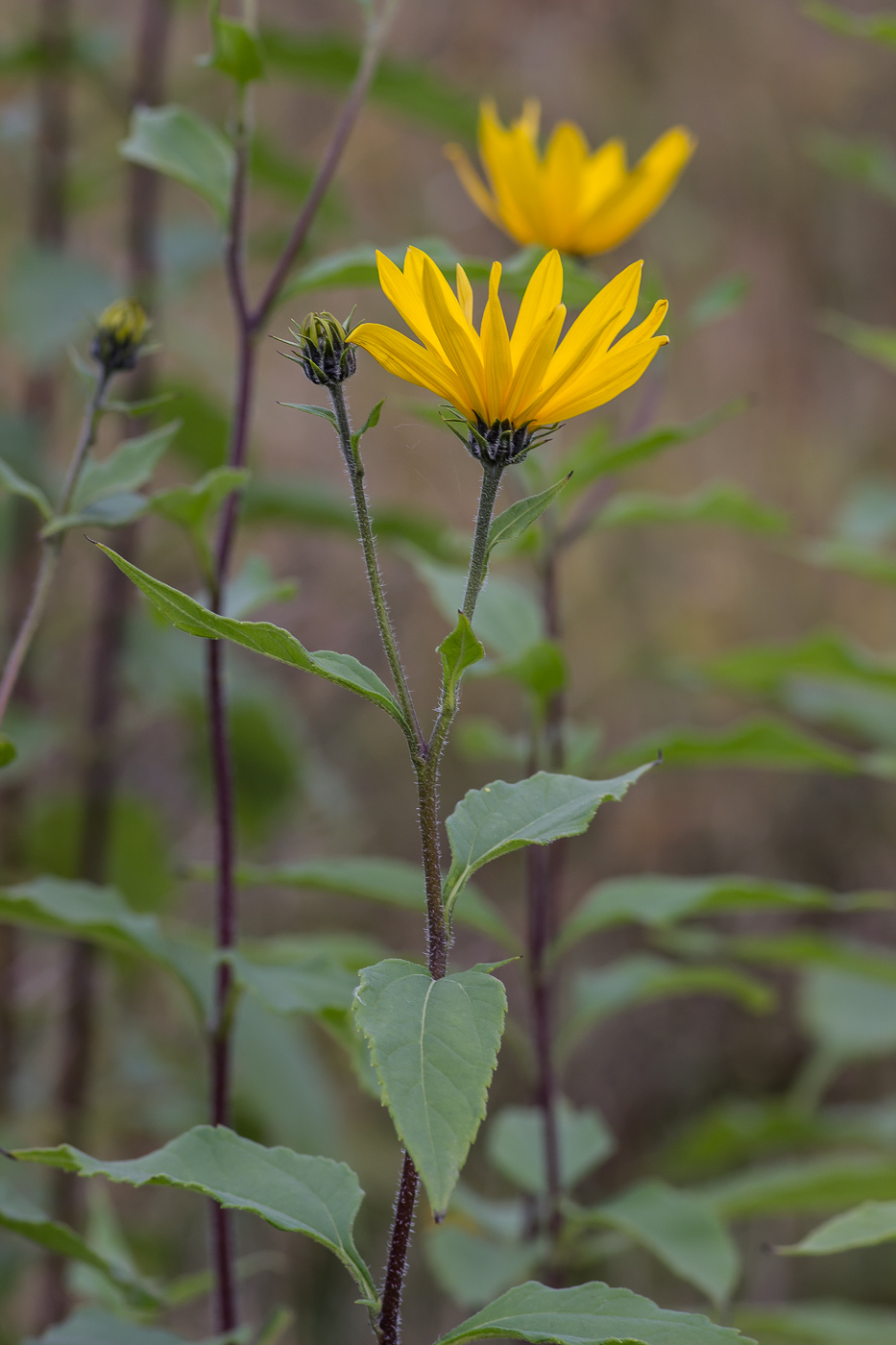 Изображение особи Helianthus tuberosus.