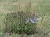 Veronica prostrata