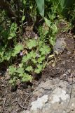 Geranium rotundifolium