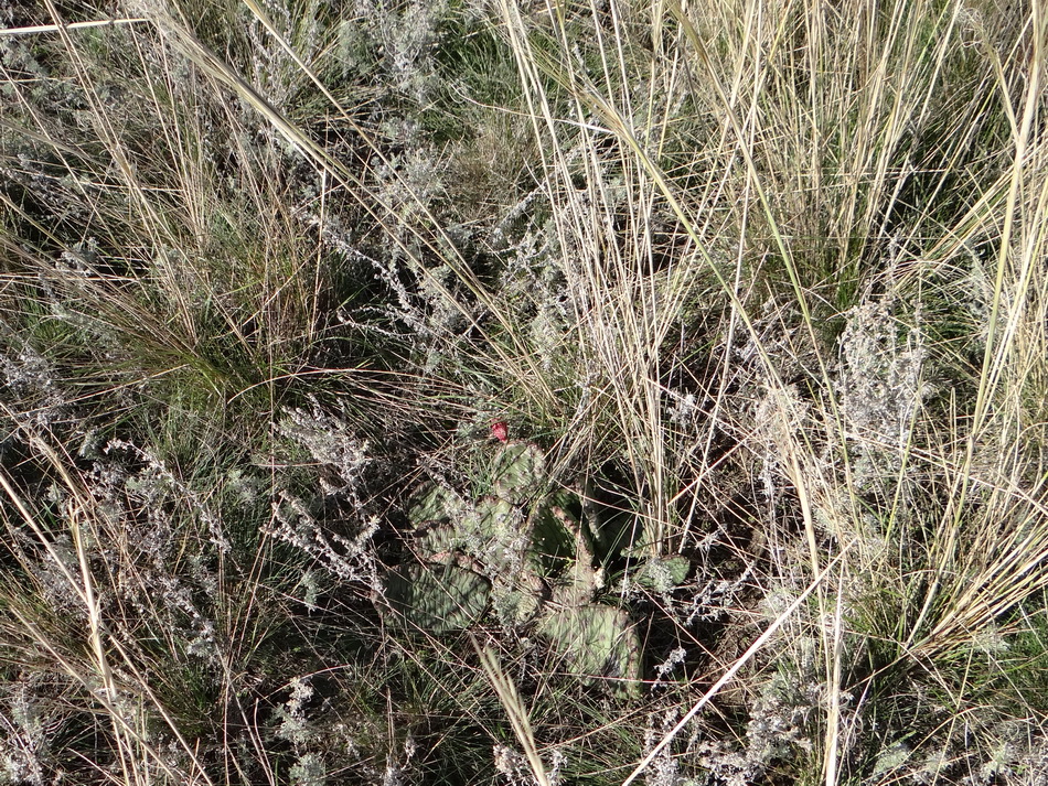 Image of Opuntia humifusa specimen.