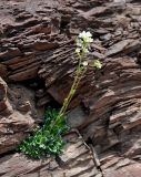 Saxifraga cartilaginea. Цветущее растение на скале. Карачаево-Черкесия, окр. пос. Нижний Архыз, гора Пастухова. 14.06.2015.