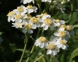 Achillea cartilaginea