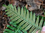 Polypodium kamelinii