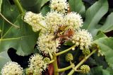 Fatsia japonica