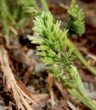 Sclerochloa dura