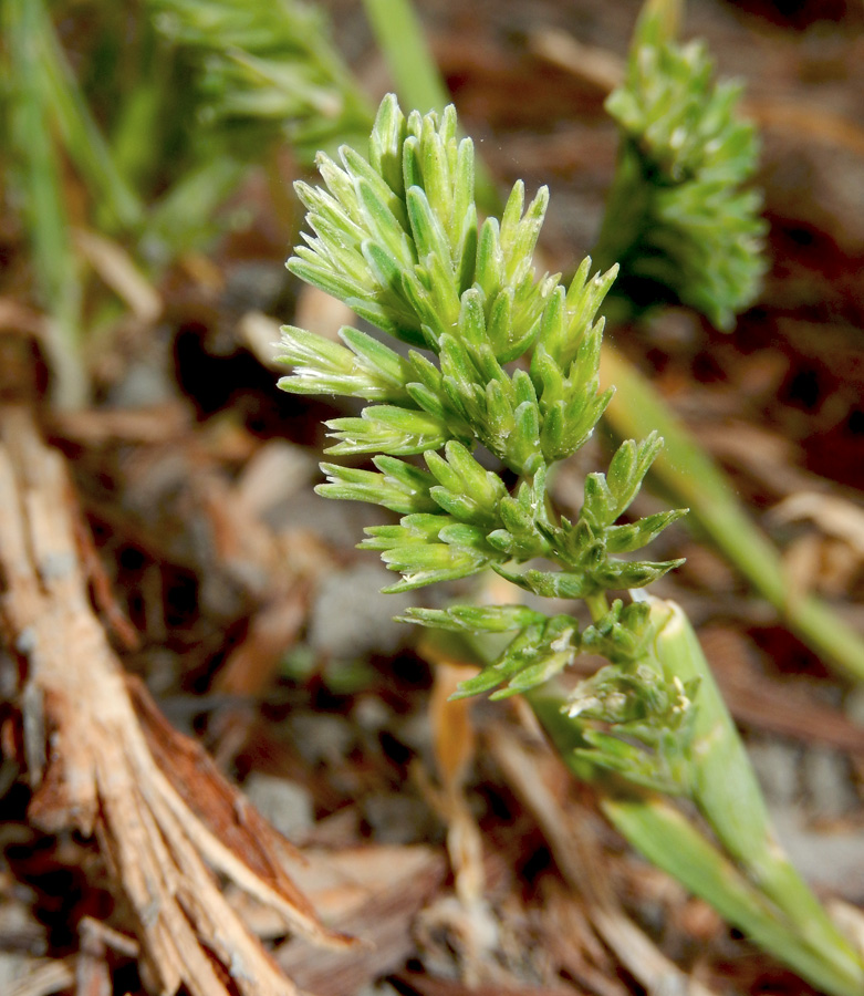 Изображение особи Sclerochloa dura.