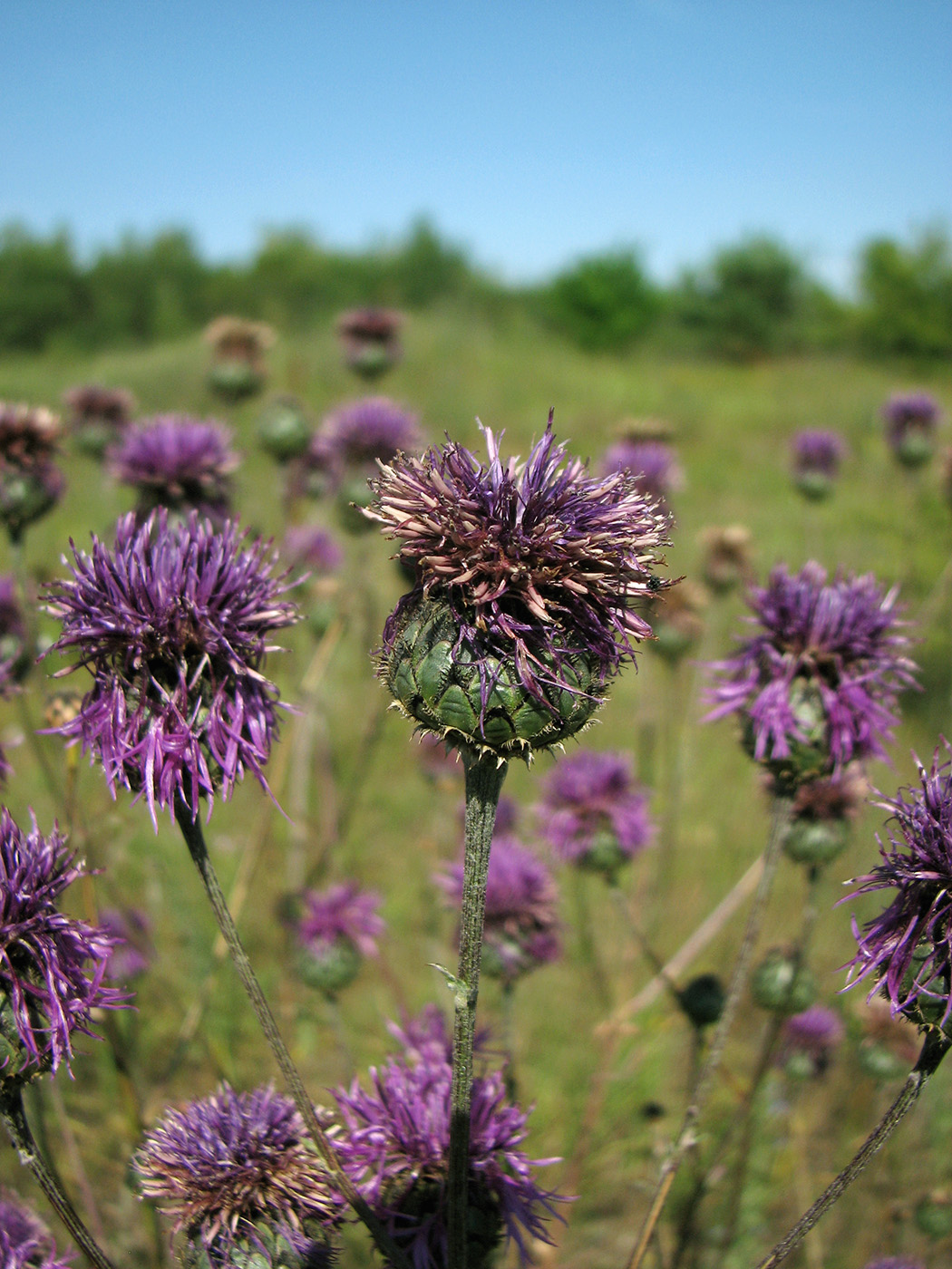 Image of Centaurea apiculata specimen.