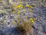 Hieracium umbellatum