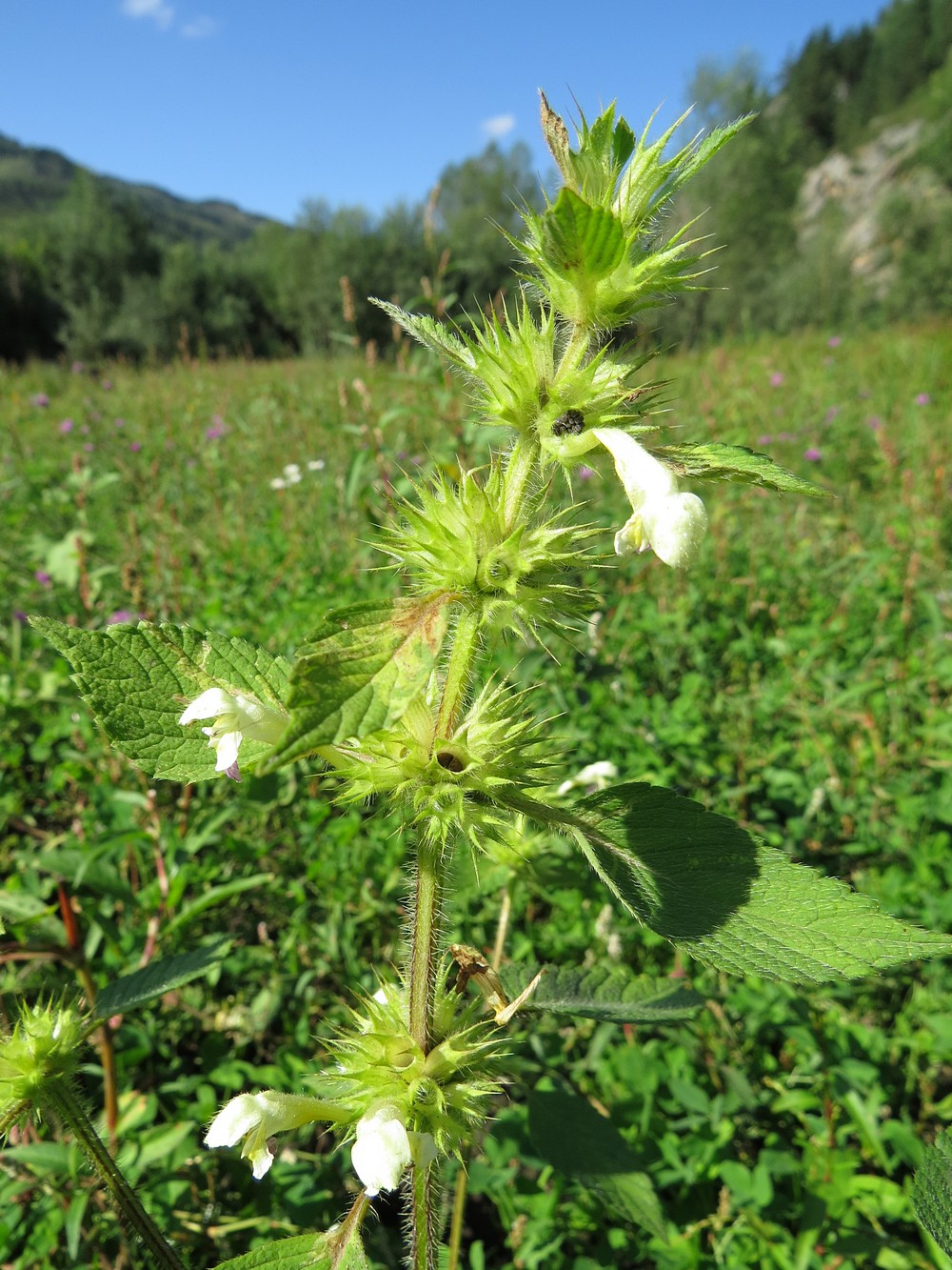 Image of Galeopsis speciosa specimen.