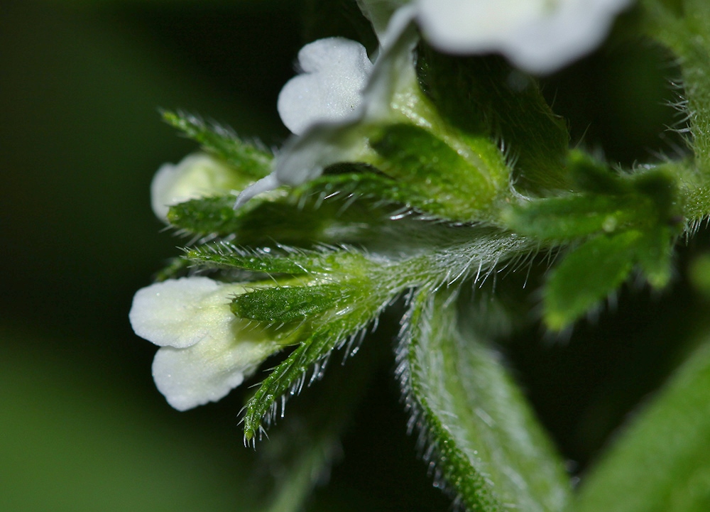 Изображение особи Lithospermum erythrorhizon.