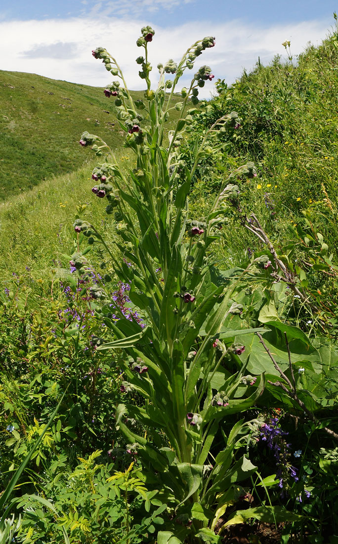 Изображение особи Cynoglossum officinale.