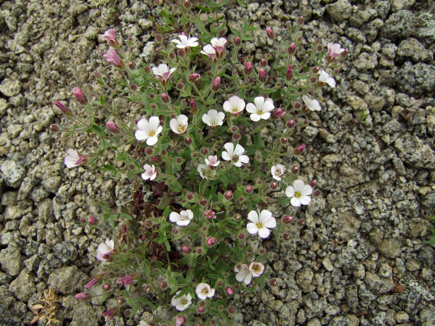 Изображение особи Gypsophila violacea.