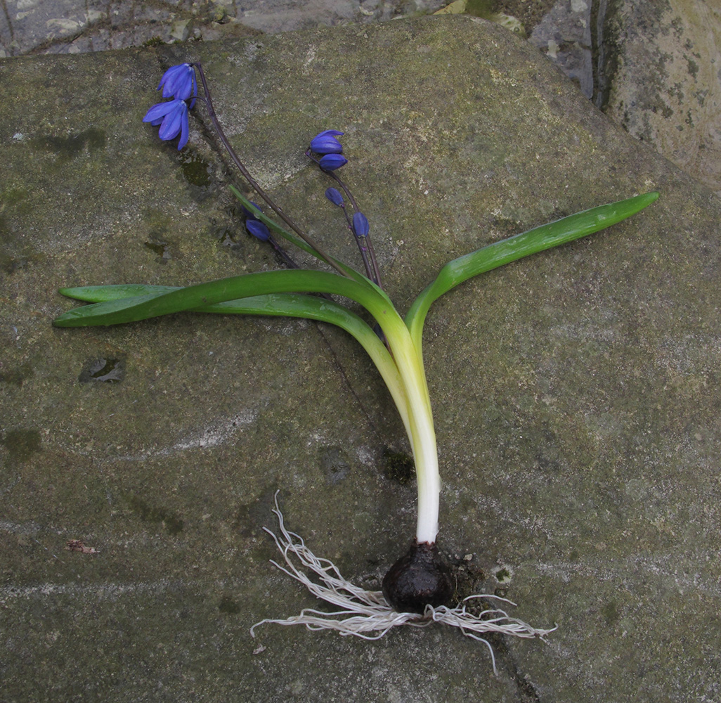 Изображение особи Scilla siberica.