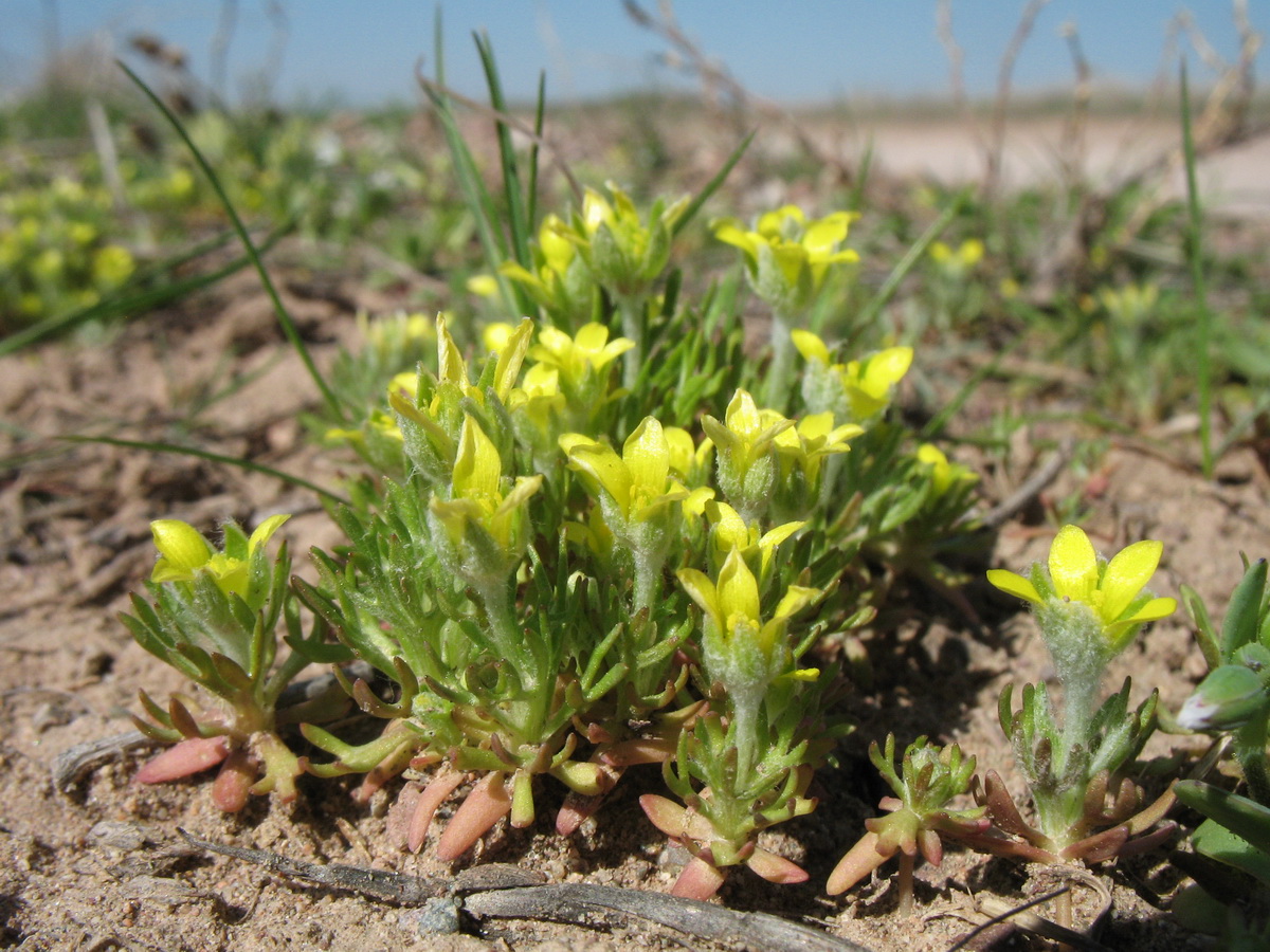 Изображение особи Ceratocephala orthoceras.