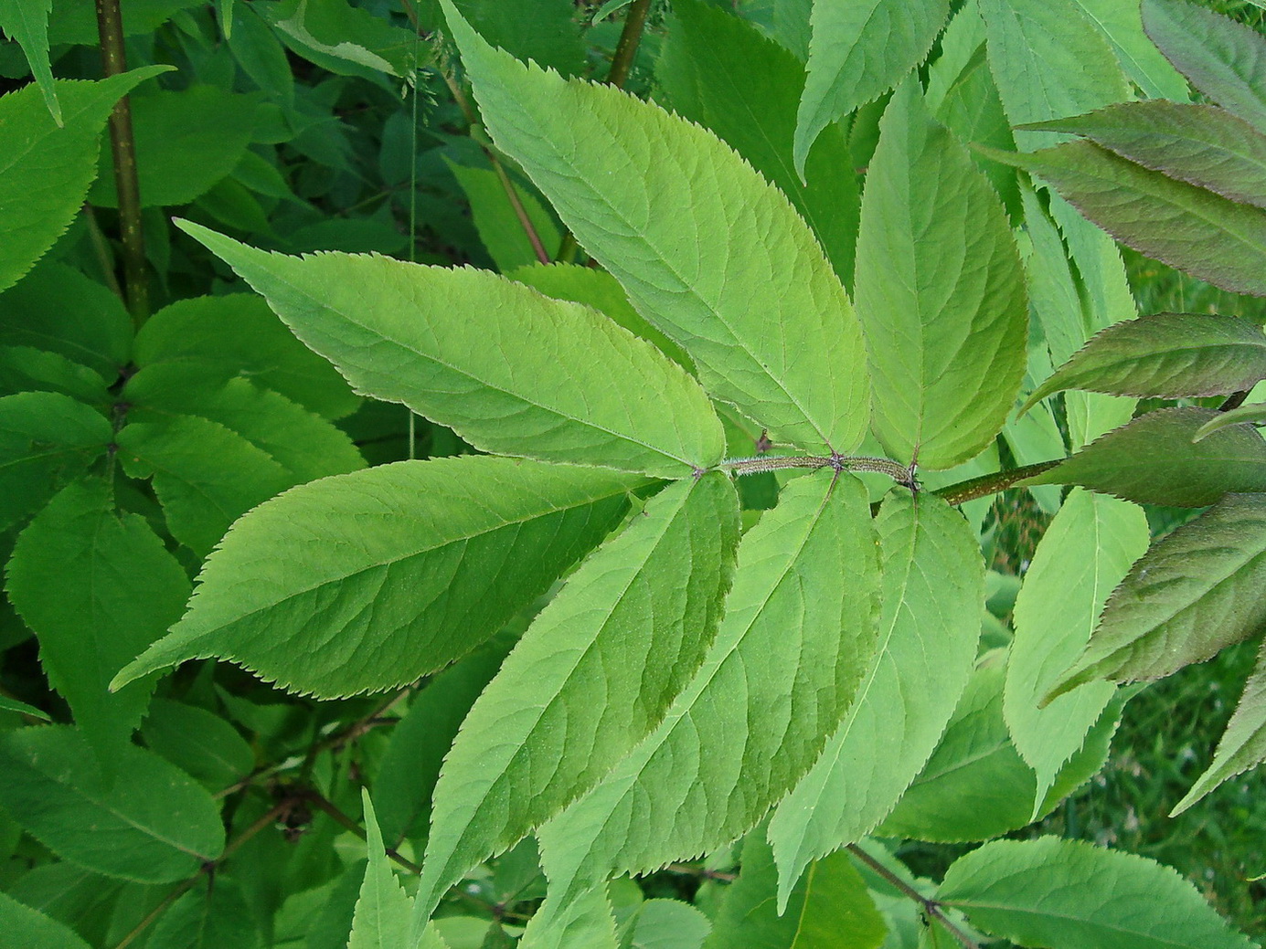 Изображение особи Sambucus racemosa.