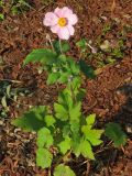 Anemone hupehensis. Цветущее растение. Москва, природно-ландшафтный парк \"Зарядье\", в культуре. 25.09.2017.