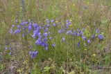 Campanula rotundifolia. Цветущее растение. Ленинградская обл., Волосовский р-н, суходольный разнотравно-злаковый луг. 16.07.2017.