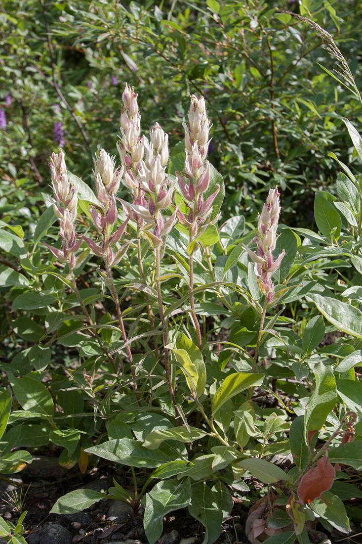 Изображение особи Castilleja lapponica.