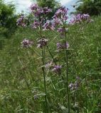 Hesperis pycnotricha