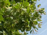 Tilia europaea