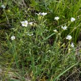 Cerastium arvense