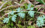 Pachypleurum alpinum. Лист. Республика Коми, нацпарк Югыд ва, перевал Зигзаг, моховая тундра. 17.08.2019.