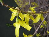 Forsythia × intermedia