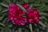 Paeonia officinalis