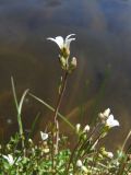 Saxifraga radiata. Верхушка цветущего побега. Магаданская обл., Ольский р-н, окр. пгт Ола, бассейн р. Ола, р. Угликан, моховая подушка у воды. 28.06.2021.