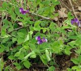 Lathyrus laxiflorus. Цветущее растение. Азербайджан, Масаллинский р-н. 14.04.2010.