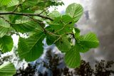 Alnus glutinosa