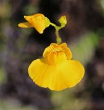 Utricularia intermedia