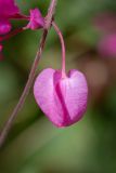 Antigonon leptopus