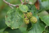 Alnus kolaensis. Общее соплодие. Мурманская обл., Кольский р-н, долина р. Западная Лица ниже автодороги А138 Мурманск — Печенга, 4-й падун, берег реки, ольхово-берёзовый лес. 02.08.2022.